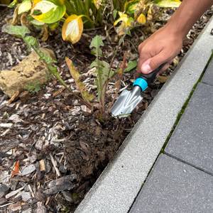 Unkraut wird mit dem Gardena-EcoLine-Unkrautstecher (17702-20) ausgestochen.