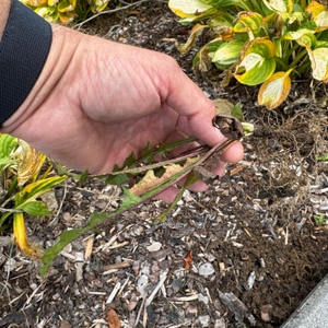 Eine Hand hält ein mit dem Gardena-EcoLine-Unkrautstecher (17702-20) ausgestochenes Unkraut fest.