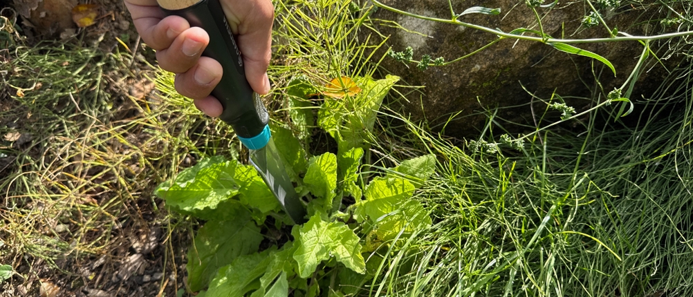 Mit dem Gardena-EcoLine-Unkrautstecher (17702-20) wird von oben in ein Unkraut eingestochen.