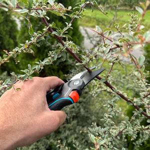 Ein Ast wird mit der Gardena PremiumCut Pro durchgeschnitten