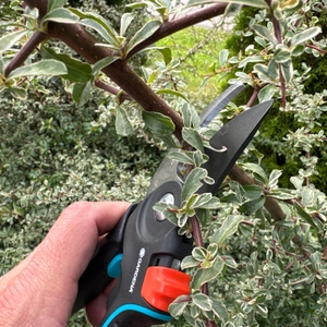 Mit der Gardena PremiumCut Pro wird ein Ast durchgeschnitten