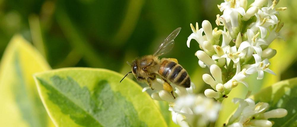 insektenhotel groß und klein im blumenbeet