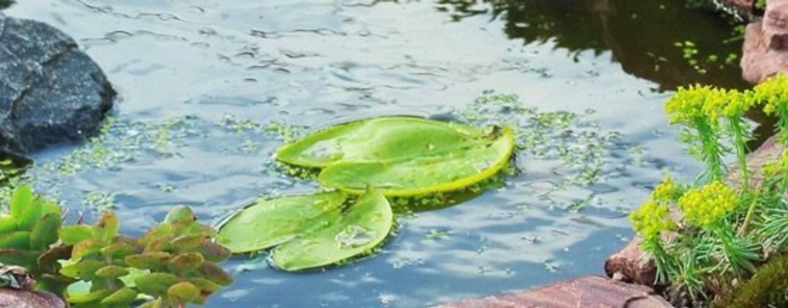 Gartenteich Produkte Alle Tests & Vergleiche im Überblick