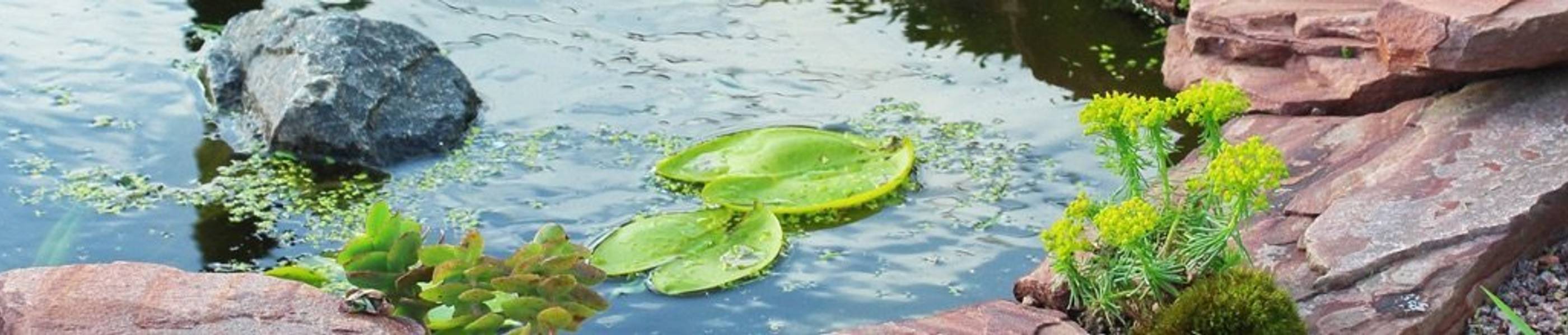Gartenteich Produkte Alle Tests & Vergleiche im Überblick