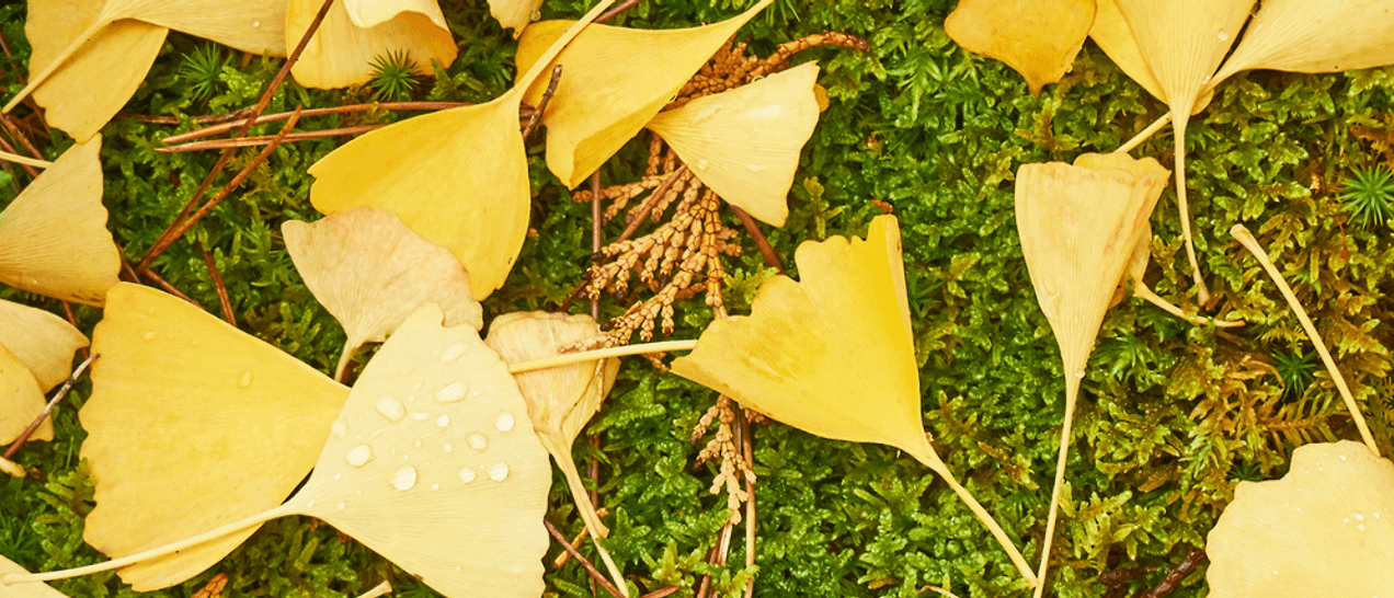 GinkgoTabletten Test & Vergleich » Top 17 im November 2022