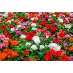 Geranien in weiß, rosa, pink und rot.