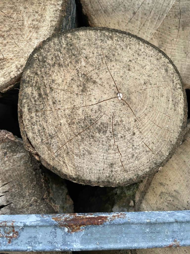 Im Test: Kaminholz aud der Nähe betrachtet.