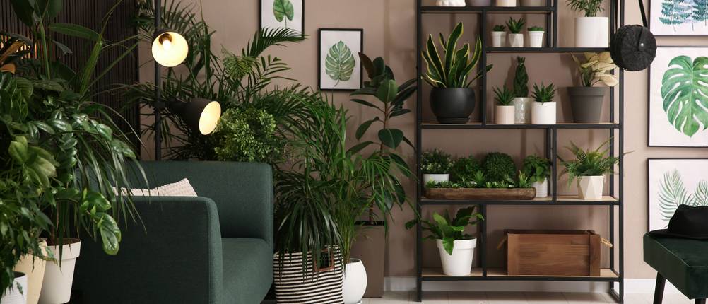 In einem Wohnzimmer stehen um das Sofa viele Zimmerpflanzen herum. An der Wand steht ein Regal, das ebenfalls mit Zimmerpflanzen gefüllt ist.