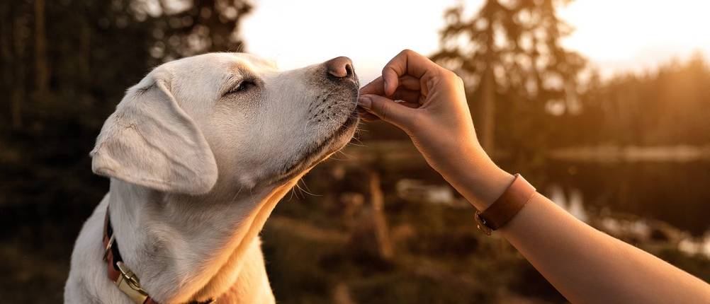getreidefreies-hundefutter-test