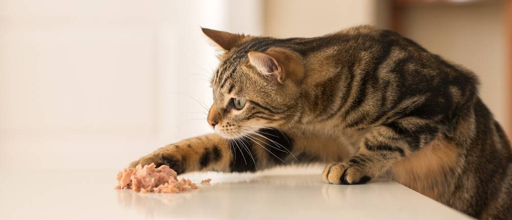 Getreidefreies Nassfutter Katze Test