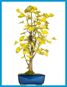 ginkgo biloba bonsai
