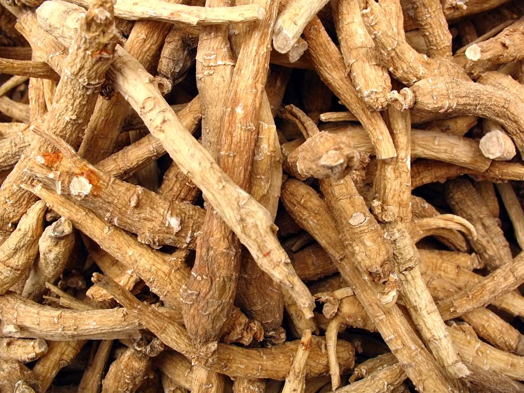 Ginseng-Tee-test: Mehrere Ginseng-Wurzeln. 