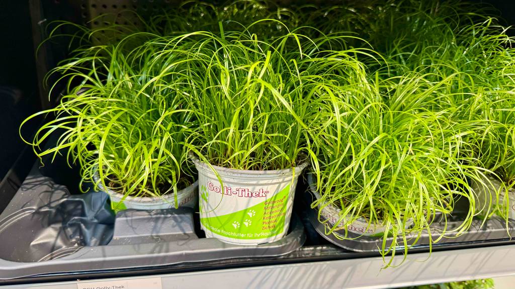 Im Test: Mehrere Töpfe mit Katzengras-Pflanzen stehen in Pflanzenkästen.