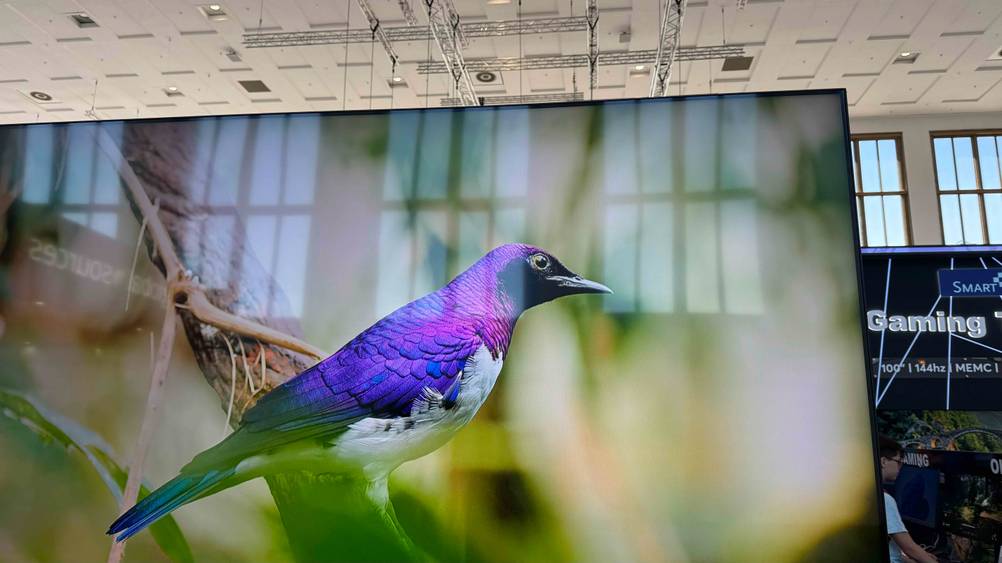 75-Zoll-Fernseher getestet: Ein Vogel ist auf dem Bildschirm abgebildet.