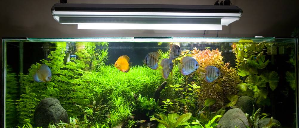 großes-aquarium-test