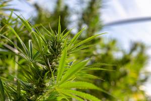 Growshops im Test: Nahaufnahme der Blüte einer Cannabis-Pflanze.