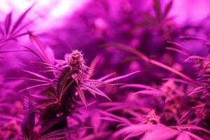 Test von Growshops: Cannabis-Pflanzen werden mit rötlichem Licht angestrahlt.