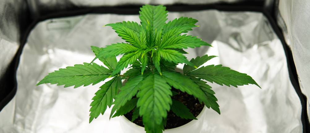 growshop-test
