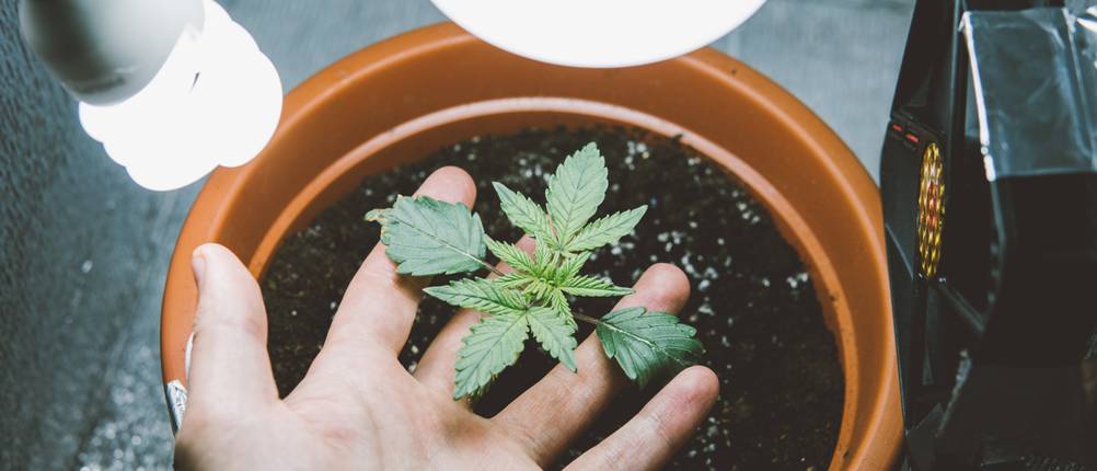 Growshop-Test: Eine Person fasst einen Setzling an, der in einer Growbox steht.