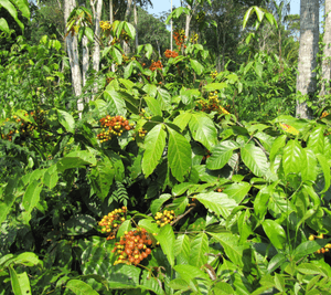 guarana pflanze