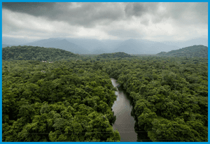 guarana-regenwald amazonas