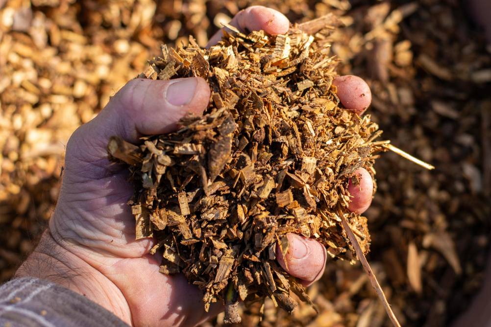 Gehäckselte Stücke von Ästen.