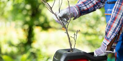 Ein Garten-Häcksler häckselt Zweige in kleine Stücke.