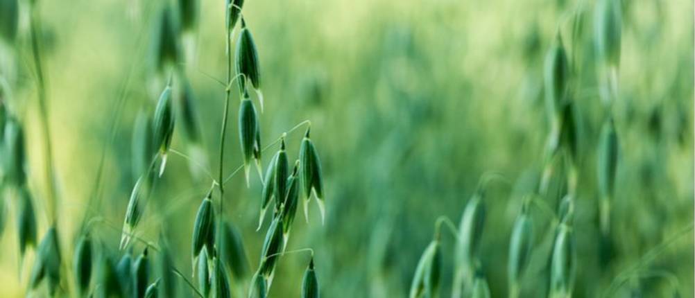 hafer produkte haferflocken demeter standart siegel zertifikat bio ökologisch