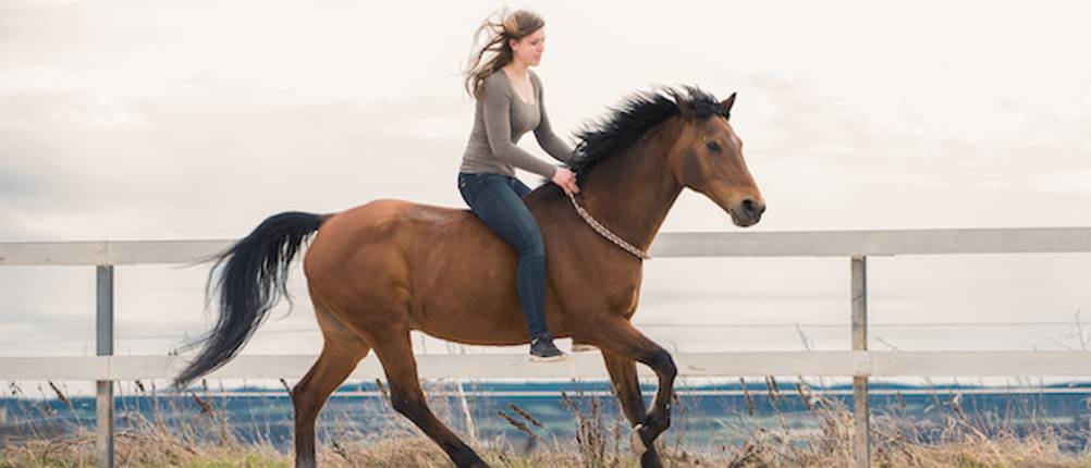 halsring-pferd-test