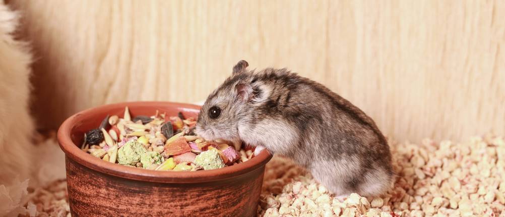 Hamsterkäfig-Test: Ein Hamster frisst aus einem Napf. 