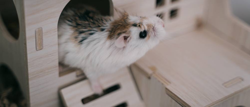 Hamsterkäfig-Test: Ein Hamster in einem Haus.