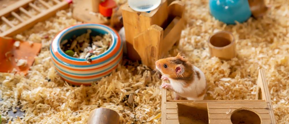 Hamsterkäfig-Test: Ein Hamster mit Spielzeug im Käfig.
