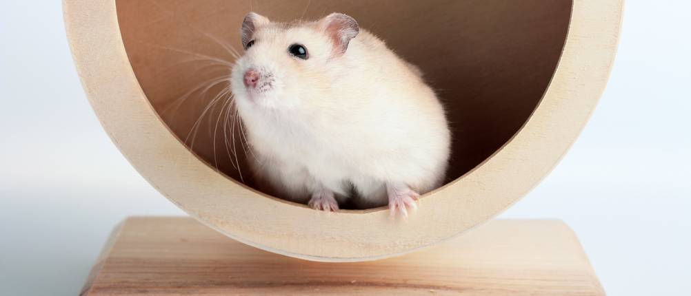 Hamsterrad Test