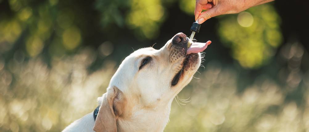 CBD-Öl für Hunde kaufen: Eine Person gibt einem Labrador CBD-Tropfen mit einer Pipette.