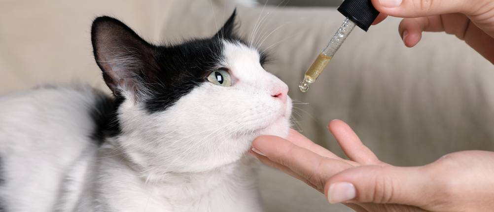 Ein Mensch gibt CBD-Tropfen ins Maul einer Katze.