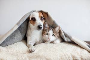 Test der Hausratversicherungen: Ein Hund und eine Katze liegen zugedeckt auf einer Felldecke.