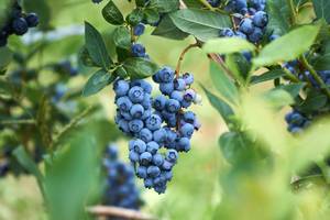 Heidelbeeren wachsen am Strauch und der Verzehr deren Extrakt kann sich positiv auf die Gesundheit Ihrer Augen auswirken.