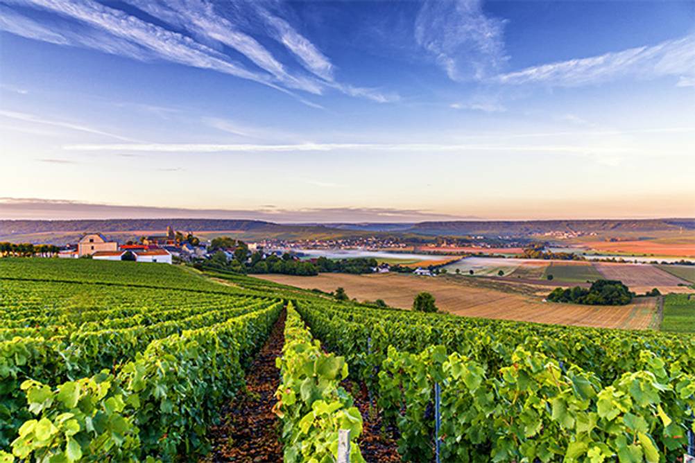 Heidsieck-Champagner im Test: Die Weinberge mit Ausblick auf eine schöne Landschaft.