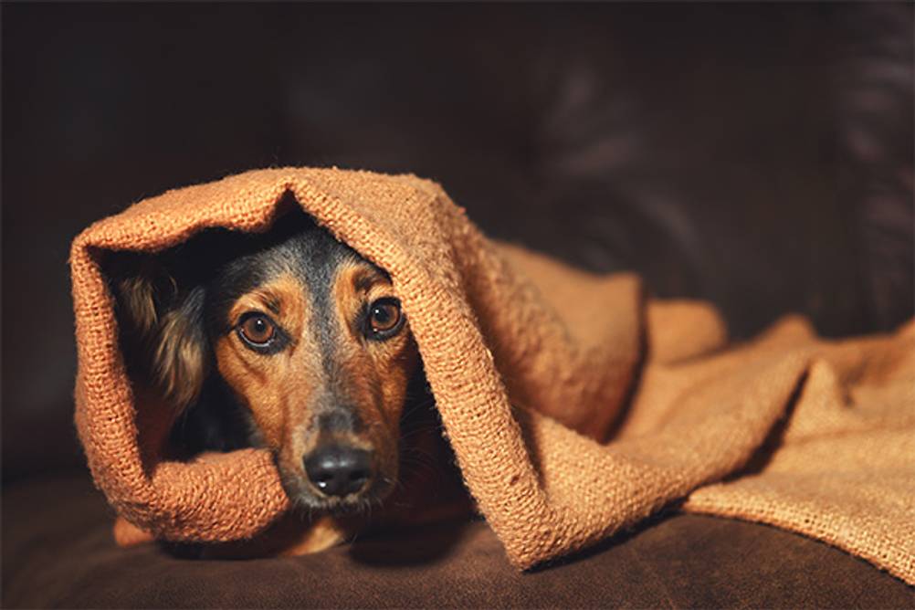 Heizdecken für Hunde im Test: Hier ein kleiner schwarz-brauner Hund, der in eine braune Decke gehüllt ist.