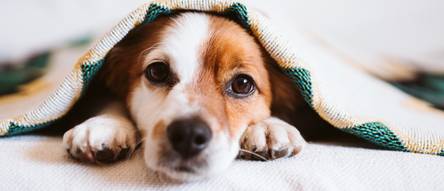 Heizdecke Hund Test & Vergleich » Top 11 im Februar 2024
