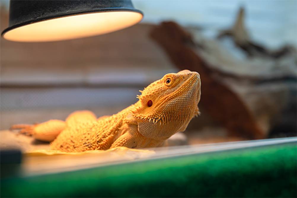 Terrarium-Heizung im Test. Eine Bartagame, die unter einem Heizstrahler liegt.