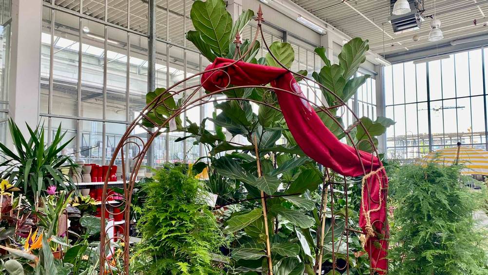 Ein getesteter Rosenbogen vor mehreren Pflanzen geschmückt mit einem roten Tuch in einer Verkaufsfläche.
