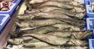 hering-heringsdip