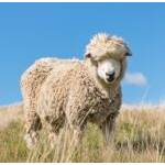 Herren-Merino-Shirt-Test: Ein Merino-Schaf