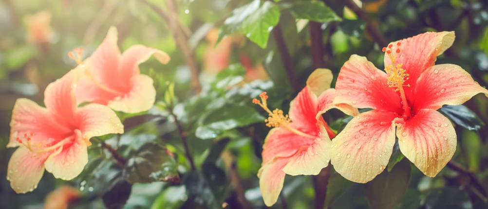 Hibiskus-Pflanze Test