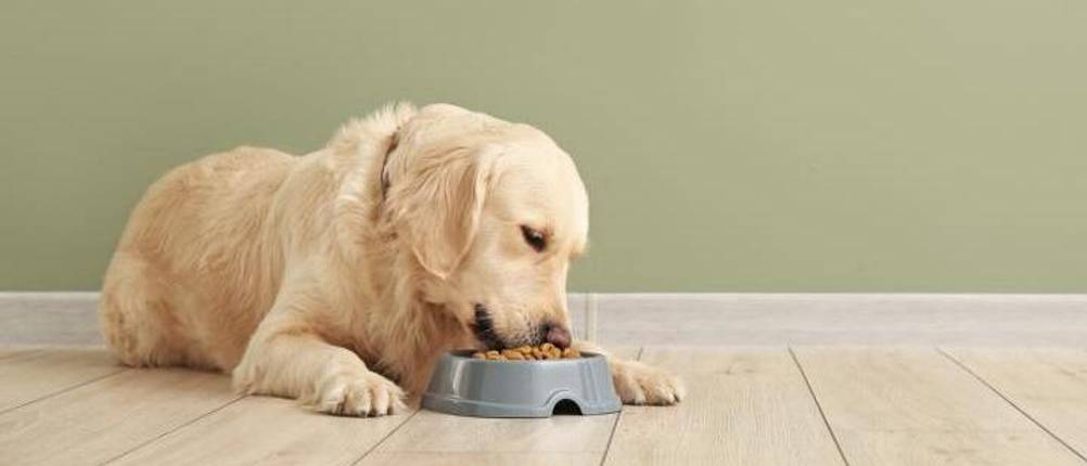 hill's-hundefutter-test