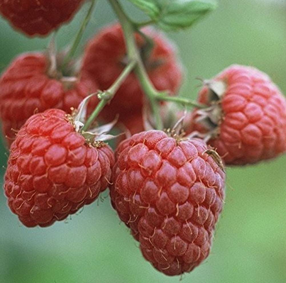 himbeeren