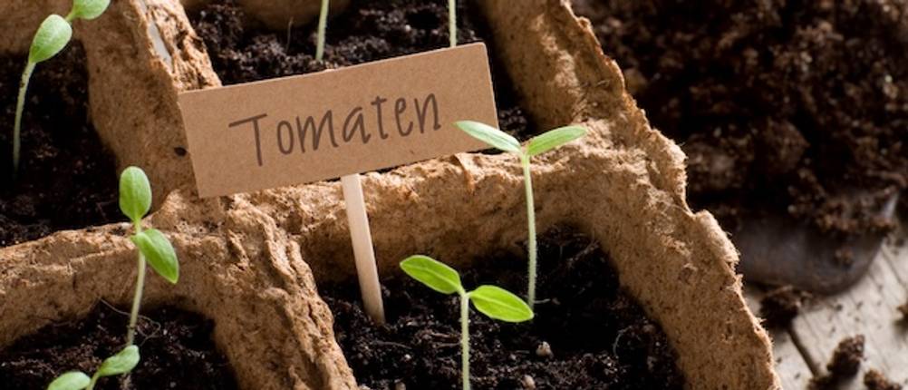 Hochbeet-Abdeckung getestet mit Anzuchtpflanzen für Tomaten in Großaufnahme.