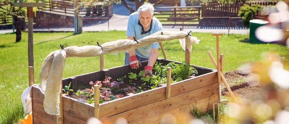 Hochbeet-Abdeckung im Test: Mann arbeitet in einem Hochbeet, die Abdeckung ist aufgerollt an einer Holzstange über dem Beet befestigt.