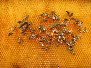 honig wachs mumijo besteht aus verhärtetem honig von wildbienen